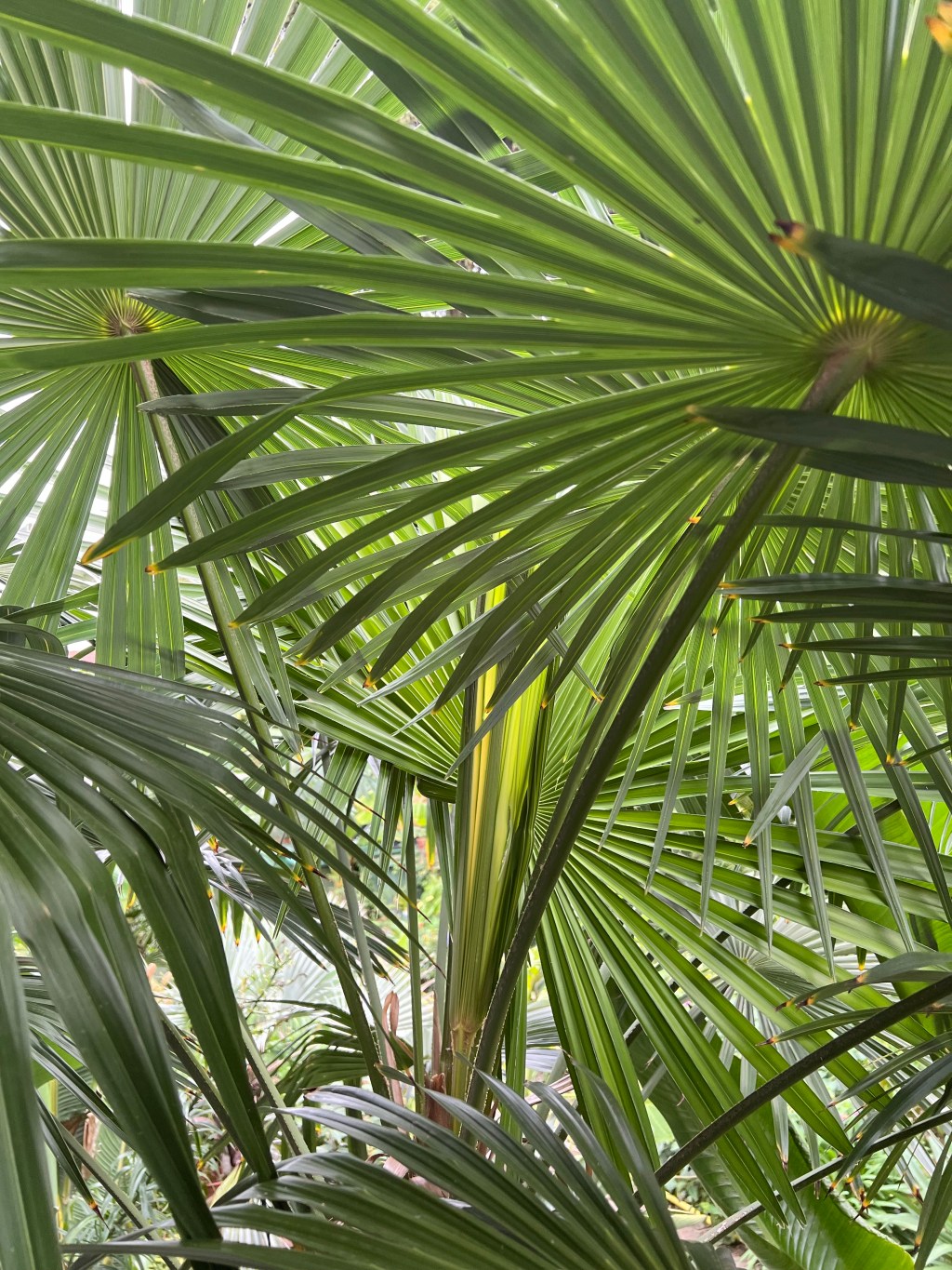 Die „deutsche“ Palme: Trachycarpus&nbsp;fortunei