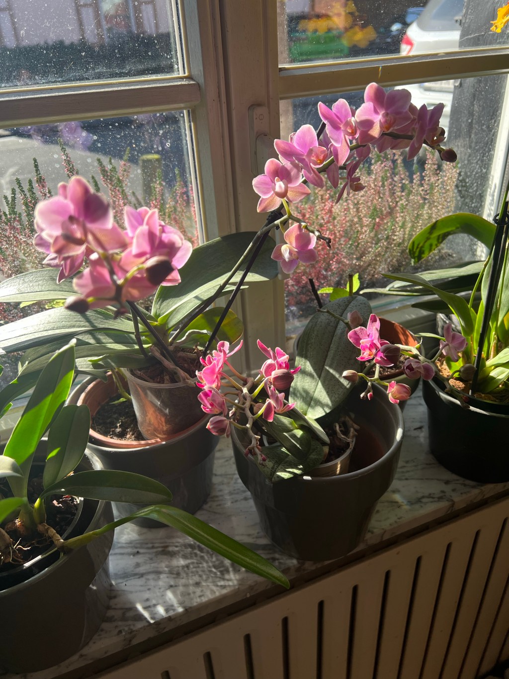 Duftende Orchideen – nur was für&nbsp;Spezialisten?