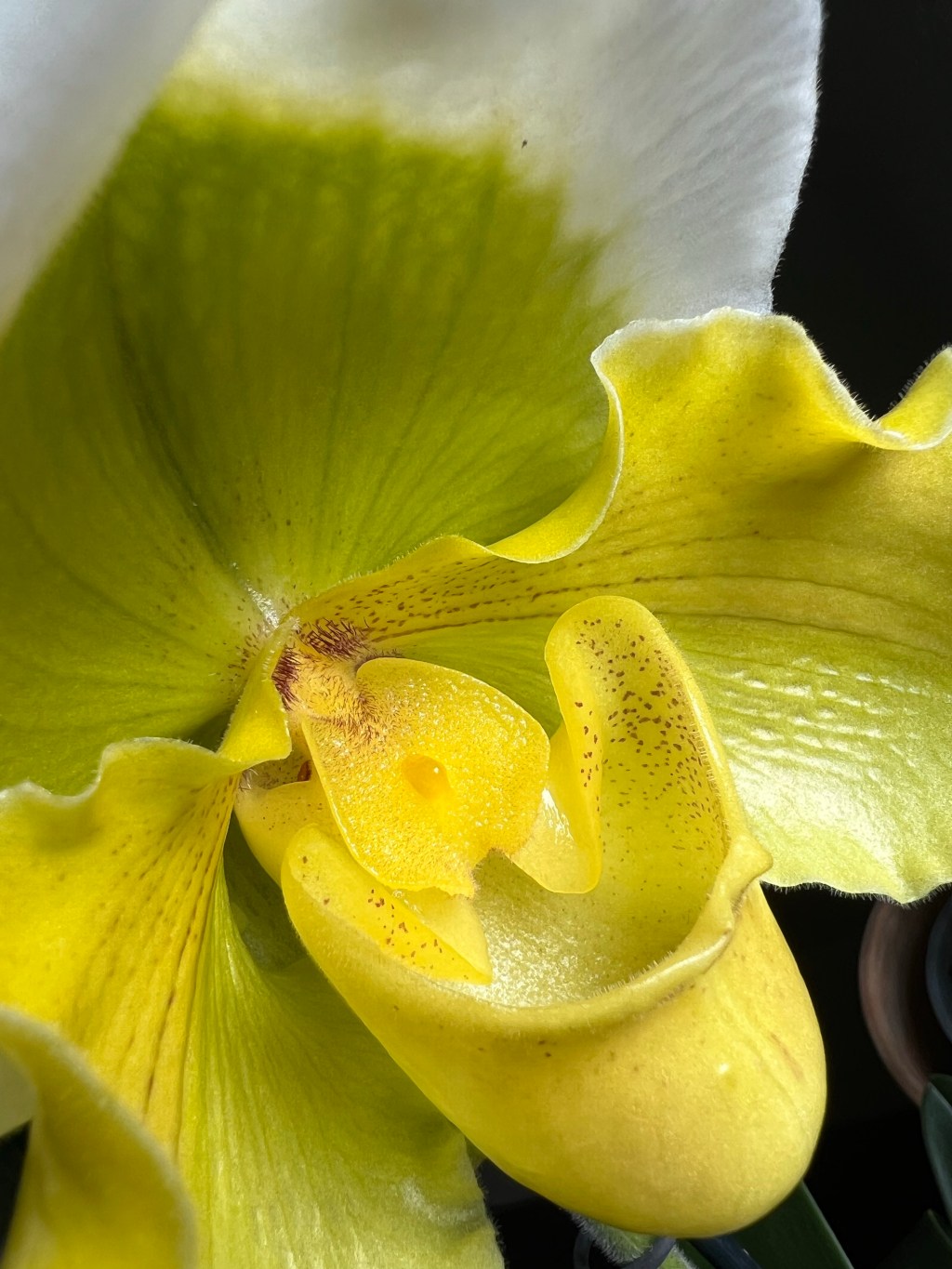 Frauenschuh-Orchideen der Gattung&nbsp;Paphiopedilum