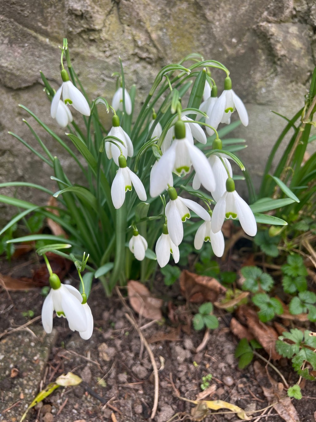Der Garten im&nbsp;Februar