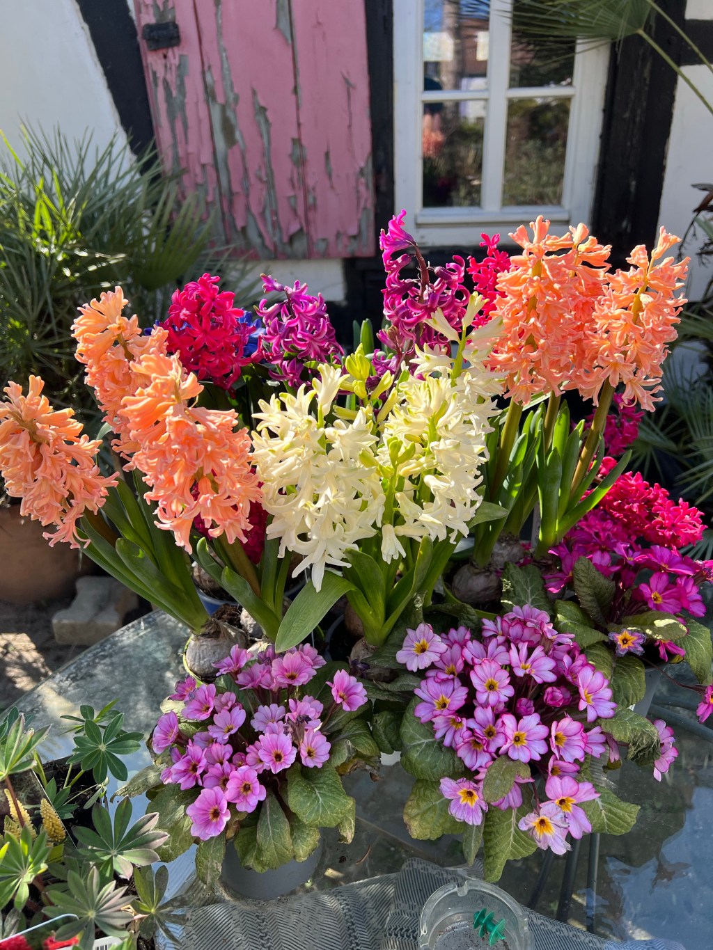 Die Gartenhyazinthe – Duftende&nbsp;Frühlingsboten